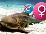 Sharks Now Reproducing Without Males — Are Humans Next?