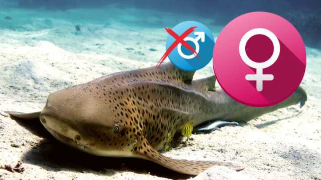 Sharks can reproduce without males