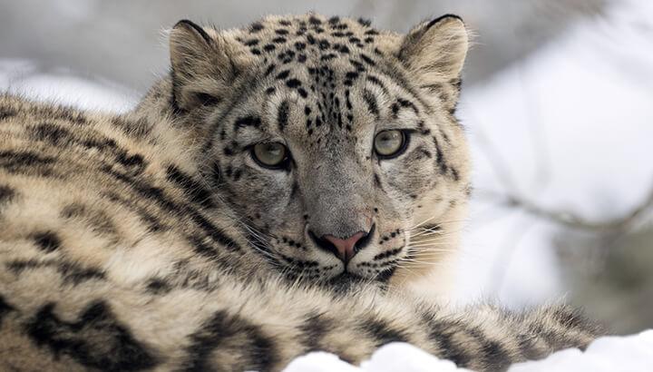 Snow leopards may go extinct by 2050 if we don't help