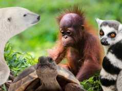 15 Animals That Will Be Extinct By 2050 If We Don’t Help
