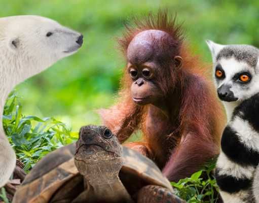 15 Animals That Will Be Extinct By 2050 If We Don’t Help