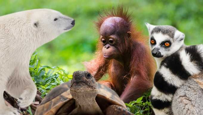 15 Animals That Will Be Extinct By 2050 If We Don’t Help