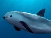 Captive Breeding May Be Last Hope For This Intelligent Marine Mammal