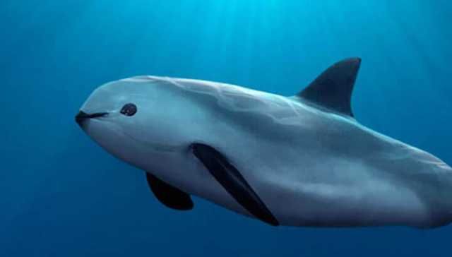 Captive Breeding May Be Last Hope For This Intelligent Marine Mammal