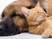 5 Ways To Keep Your Pets Cancer-Free