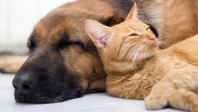 5 Ways To Keep Your Pets Cancer-Free