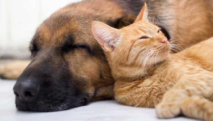 5 Ways To Keep Your Pets Cancer-Free