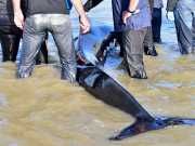 What Is Really Behind These Mass Animal Deaths?