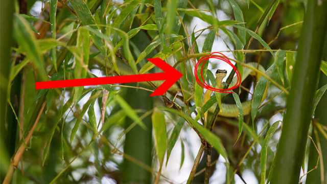 Greater Mekong Subregion newspecies_FeaturedImage720x410