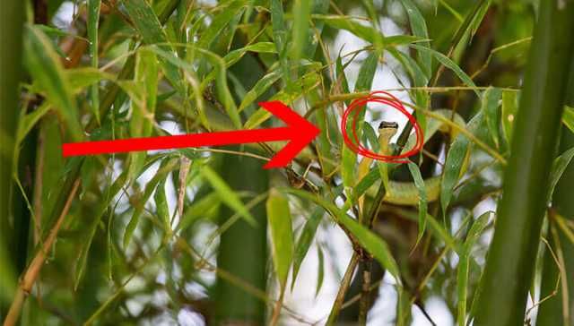 Amazing New Species Are Discovered Every Few Days In This Place