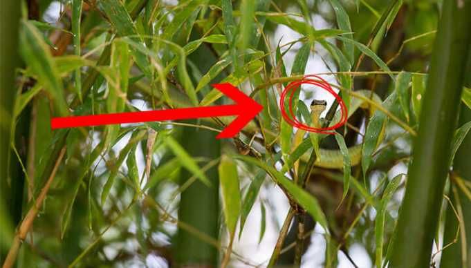 Amazing New Species Are Discovered Every Few Days In This Place