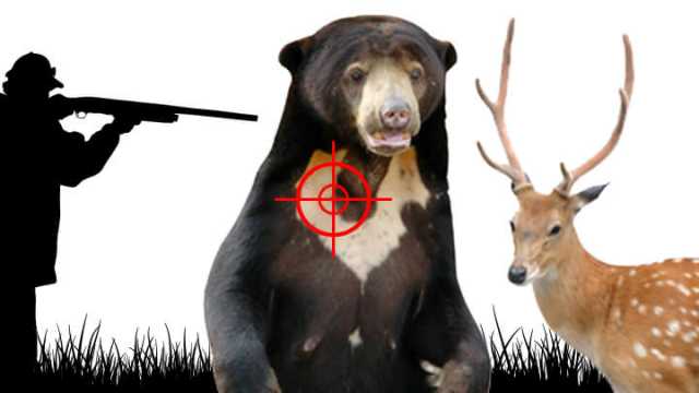 nt_killbearsavedeer_FeaturedImage720x410 (1)