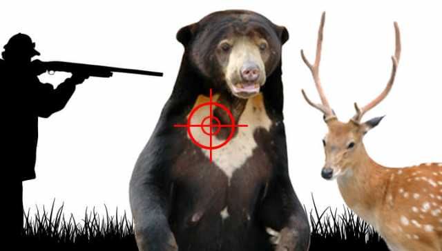 Is It Okay To Kill Bears And Mountain Lions To Save Deer? (Tell Us What You Think)