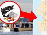 Caution: Salmon From This Region Contains Cocaine And Prescription Drugs