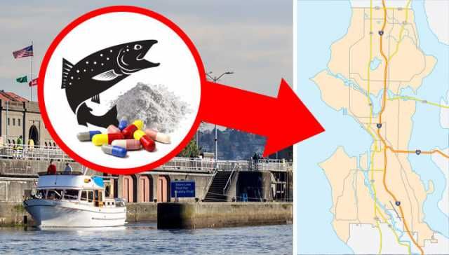 Caution: Salmon From This Region Contains Cocaine And Prescription Drugs