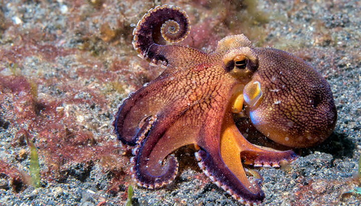 An octopus can feel physical pain the way that we do