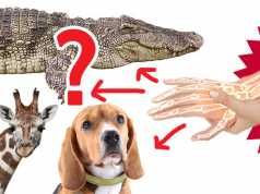 ‘Alien-Like’ Octopus And Other Animals Can Feel Pain The Way We Do