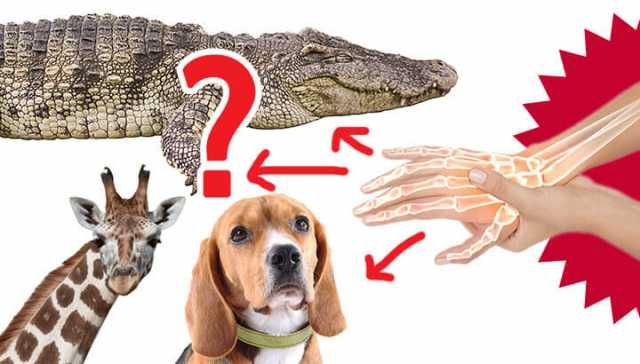 ‘Alien-Like’ Octopus And Other Animals Can Feel Pain The Way We Do