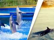 5 Awesome Reasons We Should Help Save Dolphins