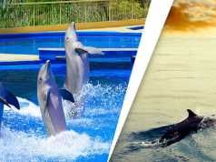 5 Awesome Reasons We Should Help Save Dolphins