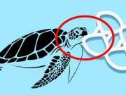 Brewery Designs Edible Six-Pack Rings To Protect Marine Life