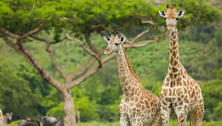 Giraffe milk cannot be commercialized because giraffes do not like to be milked