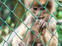 5 Fascinating Times Animals Escaped From The Zoo