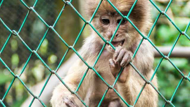 Group of capuchin monkeys escapes from the zoo