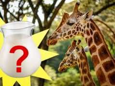 Is Giraffe Milk Really The Next Superfood?