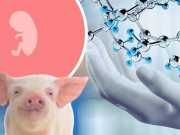 Is This Human-Pig Hybrid Ethical?