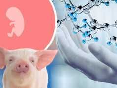 Is This Human-Pig Hybrid Ethical?