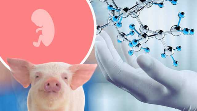 Is this human-pig chimera ethical