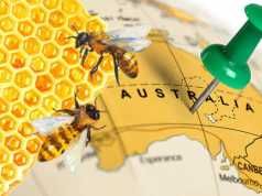 Newly Discovered Manuka Honey Relative Soothes Burns, Treats Eczema And More