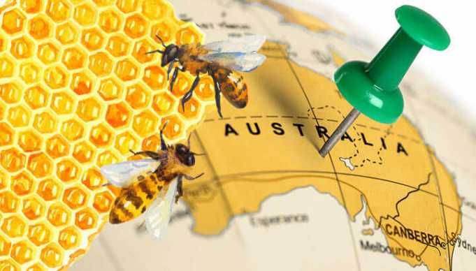 Newly Discovered Manuka Honey Relative Soothes Burns, Treats Eczema And More