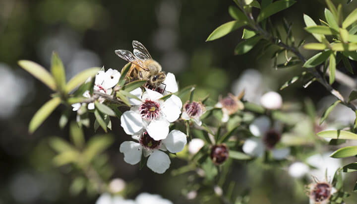 Not all manuka honey from manuka flowers contains beneficial properties.