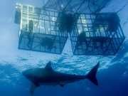 Filmmaker Dies Saving Sharks (And The BIG Reason We Should Save Them)