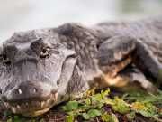 These Animal Facts Will Blow Your Mind