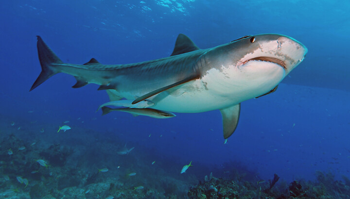 Tiger sharks help keep marine ecosystems in balance, which directly impacts climate change.