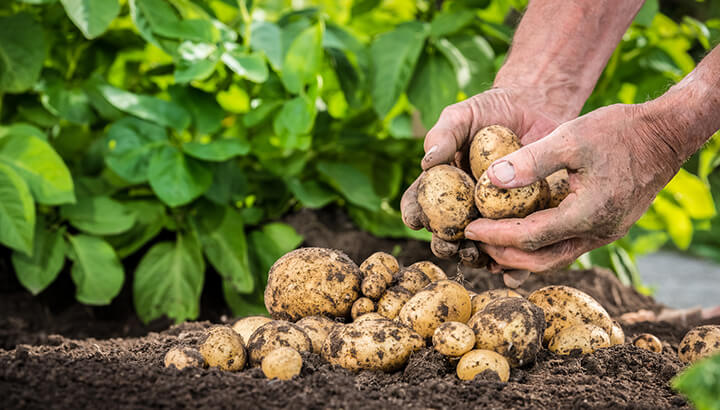 Vegetables in industrialized areas are contaminated.