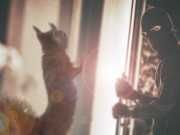 You’ll Never Believe How This Pet Squirrel Stopped A Burglary