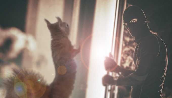 You’ll Never Believe How This Pet Squirrel Stopped A Burglary