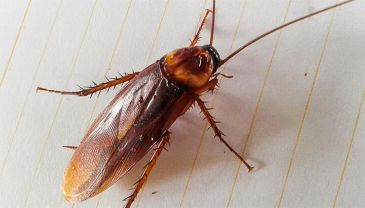 Doctors found a cockroach inside one woman's head.