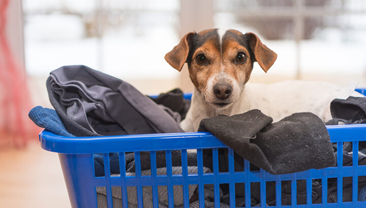 Laundry pods may be harmful to pets if swallowed.