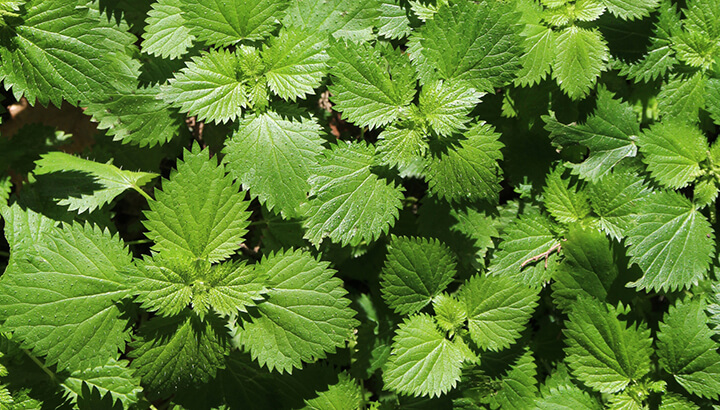 Nettles can act as one of many natural painkillers