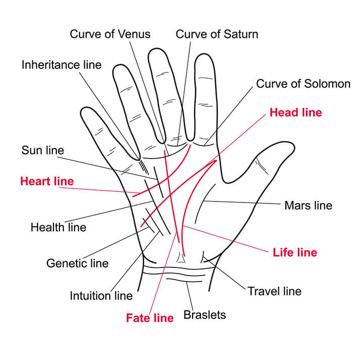 Palm reading looks at four main lines, then other smaller details