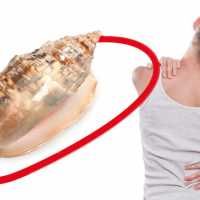 Seasnails may one day be used as natural painkillers