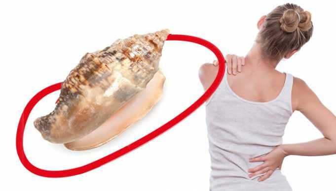 Sea Snail Venom And 7 Other Bizarre Natural Painkillers
