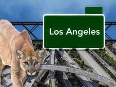 Would You Help This Aggressive Mountain Lion Cross A Freeway?
