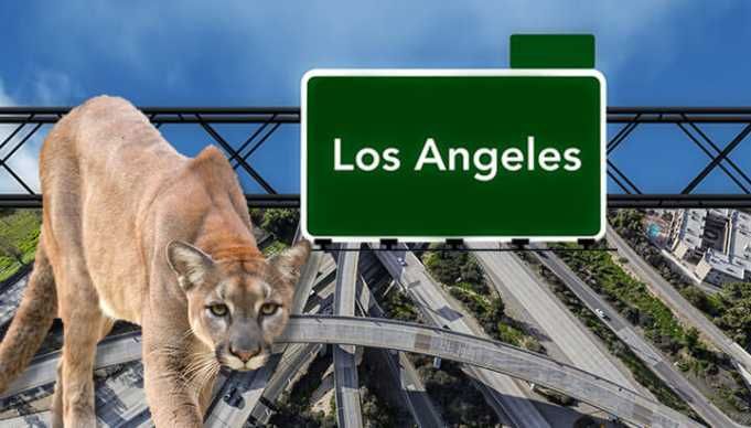 Would You Help This Aggressive Mountain Lion Cross A Freeway?
