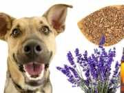 Freshen Up Your Four-Legged Friend With This DIY Stinky Dog Spray